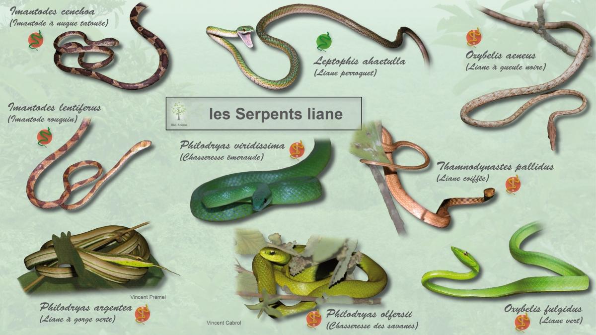 Planche "Serpents-liane" | Bio-Scène.org